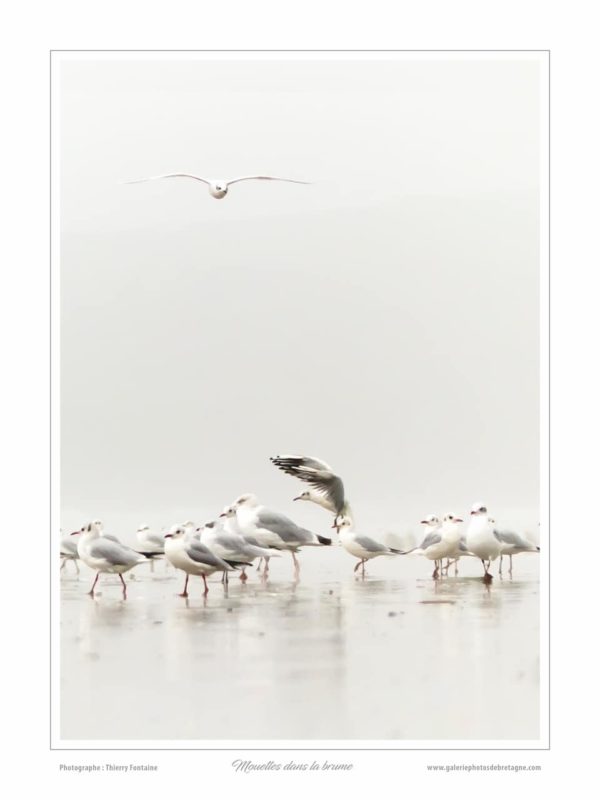 MOUETTES DANS LA BRUME - Mouettes dans la brume - Quimper Brest